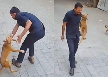 Viral Video: स्कूल के कैमरे में कैद चौंकाने वाली घटना, गार्ड के कंधे को काट गया कुत्ता