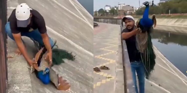Viral Video: इंसानियत की सच्ची मिसाल, ये वायरल वीडियो देख खुश हो गए लोग