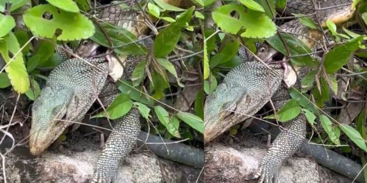 Viral Video: सांप ने मॉनिटर लिजर्ड का किया शिकार, वीडियो में देखें कैसी कर दी हालत