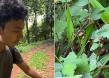 Viral Video: पेड़ की पत्तियों में ऐसे छिपा रहता है जंगल में छिपा खामोश शिकारी, प्रकृति ने दिया है आंखों को धोखा देने का वरदान