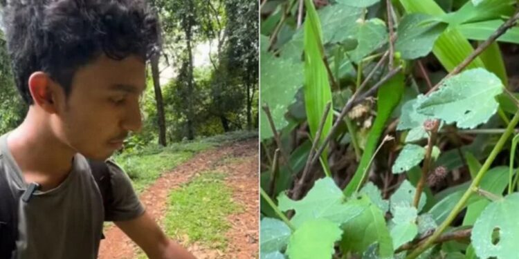 Viral Video: पेड़ की पत्तियों में ऐसे छिपा रहता है जंगल में छिपा खामोश शिकारी, प्रकृति ने दिया है आंखों को धोखा देने का वरदान