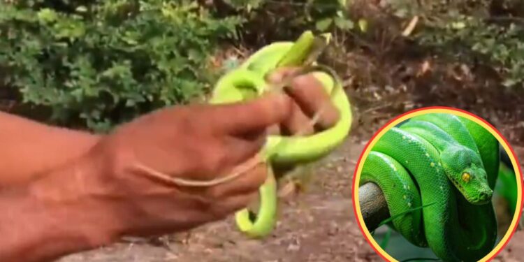 Viral Video: सांप समाज में डर का माहौल…बंदे ने कर दी ऐसी हरकत, वीडियो देख दंग रह गए लोग
