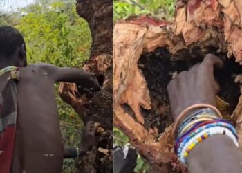 Viral Video: इसे कहते हैं हिम्मत! जनजाति ने मधुमक्खी के छत्ते में हाथ डालकर यूं निकाला शहद, वीडियो देख कांप जाएंगे