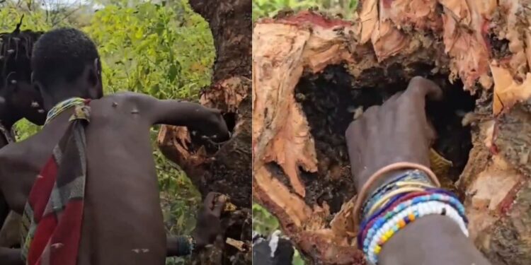 Viral Video: इसे कहते हैं हिम्मत! जनजाति ने मधुमक्खी के छत्ते में हाथ डालकर यूं निकाला शहद, वीडियो देख कांप जाएंगे