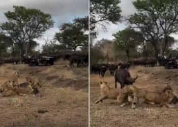 Viral Video: भैंसों ने तोड़ा जंगल के शहंशाह का घमंड, फिर हुआ कुछ ऐसा पलट गई बाजी!