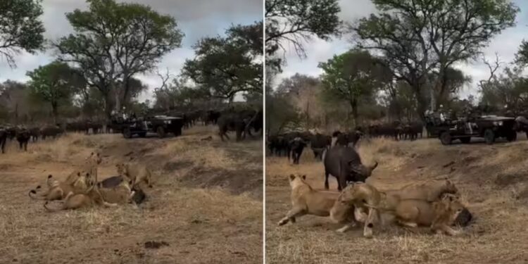 Viral Video: भैंसों ने तोड़ा जंगल के शहंशाह का घमंड, फिर हुआ कुछ ऐसा पलट गई बाजी!