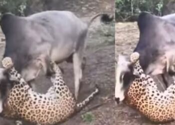 Viral Video: तेंदुए ने किया बैल पर हमला तो शिकार ने ऐसी दिखाई हिम्मत, शिकारी के छूट गए पसीने