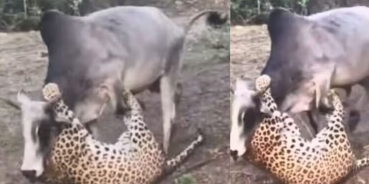 Viral Video: तेंदुए ने किया बैल पर हमला तो शिकार ने ऐसी दिखाई हिम्मत, शिकारी के छूट गए पसीने