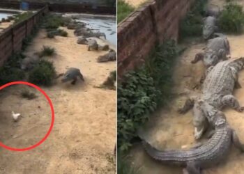 Viral Video: एक कबूतर के चक्कर में आपस में भिड़ गए मगरमच्छ, देखें चौंकाने वाला नजारा