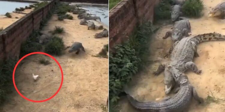 Viral Video: एक कबूतर के चक्कर में आपस में भिड़ गए मगरमच्छ, देखें चौंकाने वाला नजारा