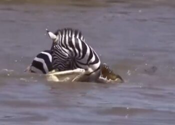 Viral Video: मगरमच्छों के बीच फंस गया था जेब्रा, फिर जो हुआ…देख नहीं होगा यकीन