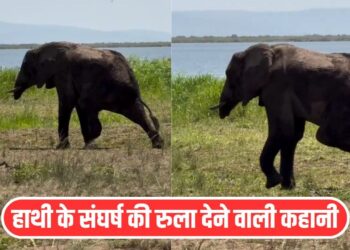 Viral Video: मगरमच्छ खा गया सूंड, शिकारी ने काट लिया पैर, रुला देगी हाथी की ये कहानी