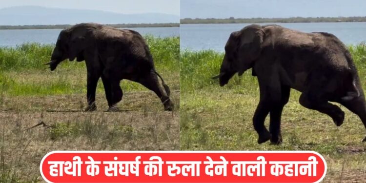 Viral Video: मगरमच्छ खा गया सूंड, शिकारी ने काट लिया पैर, रुला देगी हाथी की ये कहानी