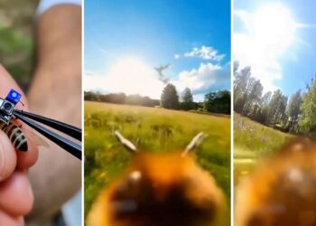 Viral Video: मधुमक्खी की पीठ पर लगा दिया कैमरा, सामने आया छत्ते के अंदर का अद्भुत नजारा! लोगों ने पूछा- असली है या AI?