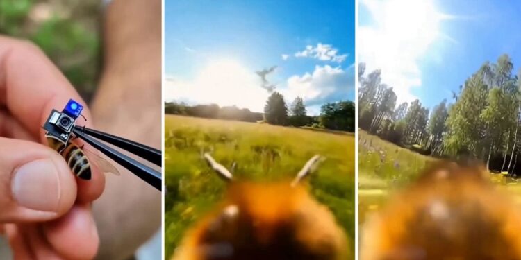 Viral Video: मधुमक्खी की पीठ पर लगा दिया कैमरा, सामने आया छत्ते के अंदर का अद्भुत नजारा! लोगों ने पूछा- असली है या AI?