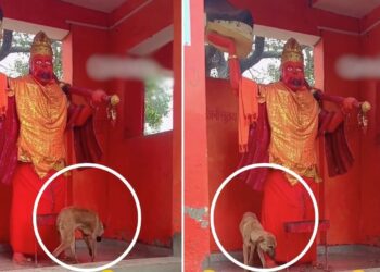 Viral Video: तीन दिन से हनुमान जी की परिक्रमा लगा रहा है ये कुत्ता, लोग मान रहे चमत्कार; वायरल हुआ वीडियो