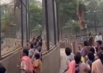 Viral Video: चिड़ियाघर के पिंजरे को लांघकर बाहर आया तेंदुआ, वायरल हुआ वीडियो तो लोगों ने कही ये बात