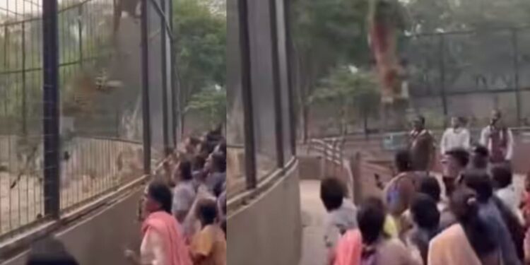 Viral Video: चिड़ियाघर के पिंजरे को लांघकर बाहर आया तेंदुआ, वायरल हुआ वीडियो तो लोगों ने कही ये बात