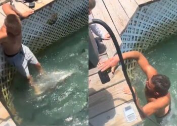 Viral Video: मोबाइल के चक्कर में शार्क से भरे पानी में कूद गया शख्स, देखिए फिर क्या हुआ