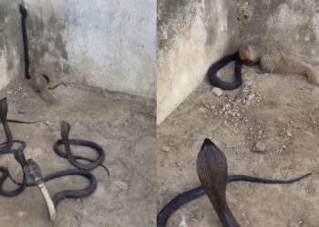 Viral Video: कोबरा पर कहर बनकर टूटा नेवला, देखते रह गए बाकी के सांप; चौंका देगा ये वीडियो