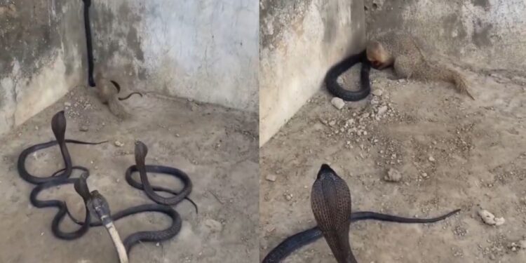 Viral Video: कोबरा पर कहर बनकर टूटा नेवला, देखते रह गए बाकी के सांप; चौंका देगा ये वीडियो