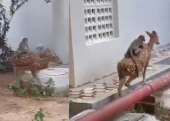 Viral Video: IIT चेन्नई में दिखा अद्भुत नजारा, बंदर ने हिरण की पीठ पर बैठकर की सवारी; वीडियो वायरल