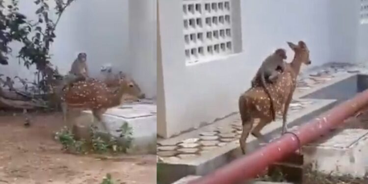 Viral Video: IIT चेन्नई में दिखा अद्भुत नजारा, बंदर ने हिरण की पीठ पर बैठकर की सवारी; वीडियो वायरल
