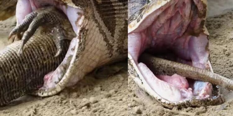 Viral Video: मॉनीटर लिजर्ड को मारकर अजगर ने उगली लाश, औकात से बड़ा शिकार करने पर हुआ ऐसा हाल