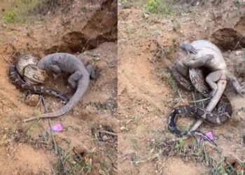 Viral Video: रॉक पाइथन और मॉनिटर लिजर्ड में छिड़ी खतरनाक जंग, वीडियो में देखें किसे मिली जीत