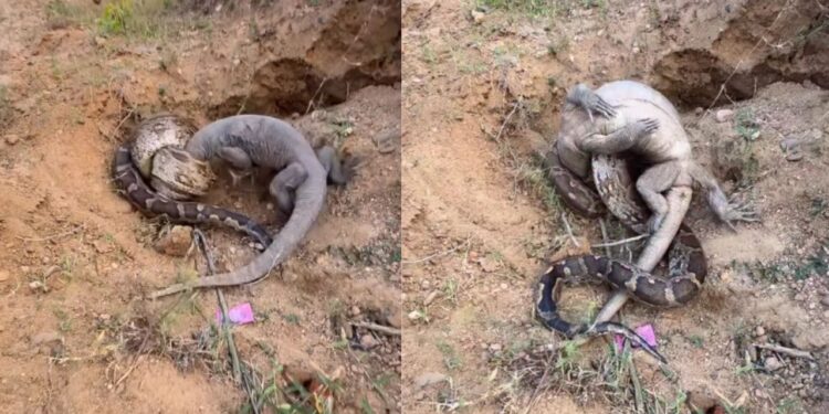Viral Video: रॉक पाइथन और मॉनिटर लिजर्ड में छिड़ी खतरनाक जंग, वीडियो में देखें किसे मिली जीत