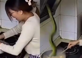 Viral Video: किचन में अचानक ‘मौत’ ने ली एंट्री, घबराई महिला ने जल्दबाजी में किया ये काम