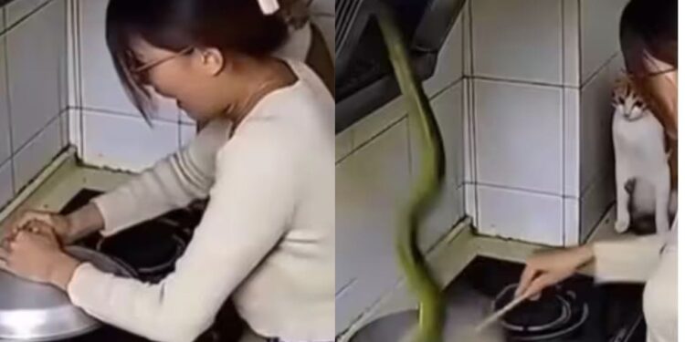 Viral Video: किचन में अचानक ‘मौत’ ने ली एंट्री, घबराई महिला ने जल्दबाजी में किया ये काम