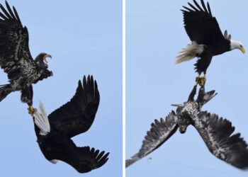 Viral Video: हवा में दो बाज में हुई ऐसी भयंकर लड़ाई, वीडियो देख फटी रह जाएंगी आंखें!