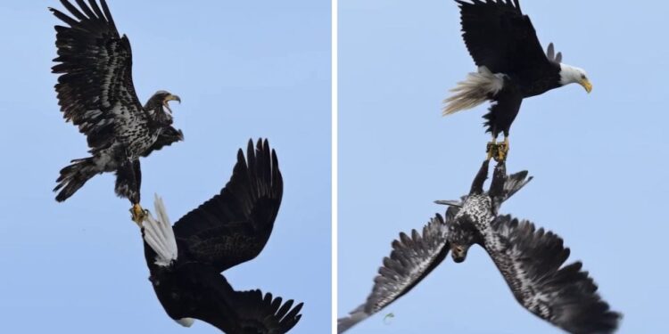 Viral Video: हवा में दो बाज में हुई ऐसी भयंकर लड़ाई, वीडियो देख फटी रह जाएंगी आंखें!