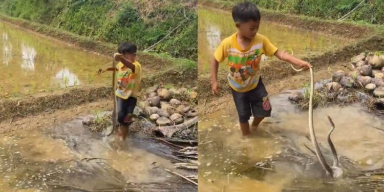 Viral Video: ये बच्चा तो खतरों का खिलाड़ी निकला! सांप से लगा खेलने, हिम्मत देख दंग रह गए लोग