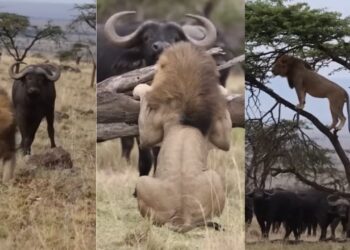 Viral Video: भैंसों ने कर दी शेर की हालत खराब, डर के मारे पेड़ पर चढ़ा ‘जंगल का राजा’