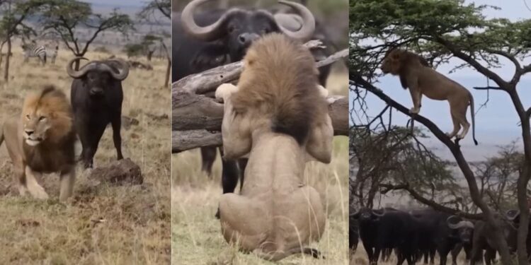 Viral Video: भैंसों ने कर दी शेर की हालत खराब, डर के मारे पेड़ पर चढ़ा ‘जंगल का राजा’