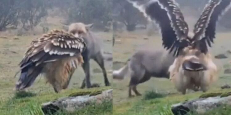 Viral Video: बाज के सामने अचानक आई लोमड़ी, फिर दिखा ऐसा सीन…जिसकी किसी को नहीं थी उम्मीद