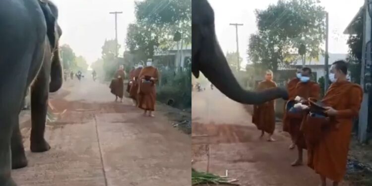 Viral Video: गजराज ने राह चलते बौद्ध भिक्षुओं से वसूला ‘टोल टैक्स’, दिल छू लेगा ये क्यूट वीडियो