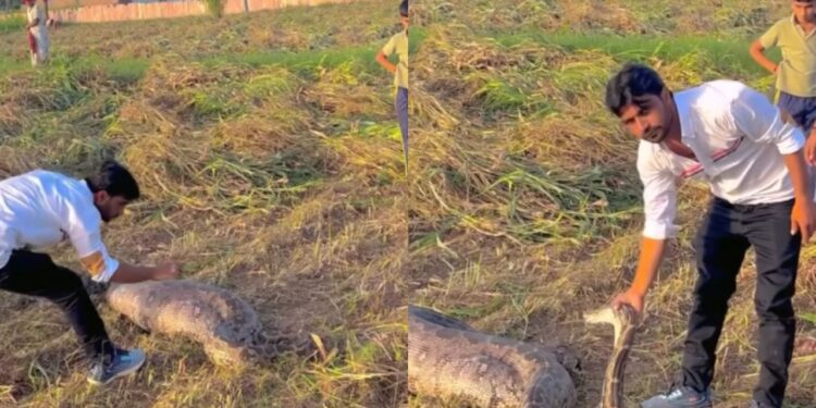 Viral Video: खेत में मिला विशालकाय अजगर, फिर शख्स ने जो हिम्मत दिखाई; कांप गए लोग