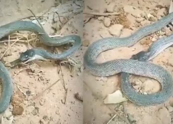 Viral Video: अपनी ही पूंछ को निगलने लगा सांप, नजारा ऐसा कि देखकर दंग रह गए लोग