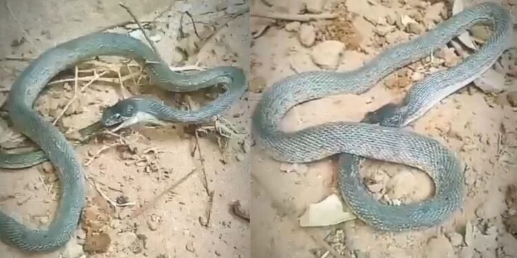 Viral Video: अपनी ही पूंछ को निगलने लगा सांप, नजारा ऐसा कि देखकर दंग रह गए लोग