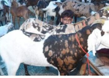 Bakrid 2026: सल्लू-शाहरुख हुए पुराने, अब धुरंधर मचा रहा धूम… सोनू-मोनू का भी जलवा; क्यों बने खरीदारों की पहली पसंद?