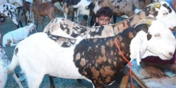Bakrid 2026: सल्लू-शाहरुख हुए पुराने, अब धुरंधर मचा रहा धूम… सोनू-मोनू का भी जलवा; क्यों बने खरीदारों की पहली पसंद?