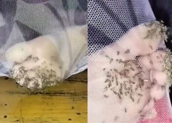 Viral Video: मच्छरदानी के अंदर सोया शख्स, मच्छरों ने पैर पर जमाया डेरा, वीडियो देख सिहर उठेंगे