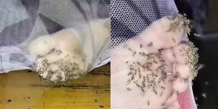 Viral Video: मच्छरदानी के अंदर सोया शख्स, मच्छरों ने पैर पर जमाया डेरा, वीडियो देख सिहर उठेंगे