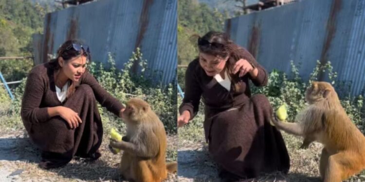 Viral Video: लड़की ने बढ़ाया दोस्ती का हाथ, बंदर ने कर दिया कुछ ऐसा कि छूट गई हंसी