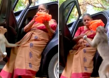 ‘यही मेरी असली कमाई है’…76 साल की रिटायर्ड पुलिस अफसर, जो बनीं सैकड़ों बंदरों की ‘मां’; देखें वीडियो