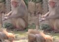 Viral Video: नल खोलकर पानी पिया और फिर बंद भी किया, बंदर की हरकत ने जीता इंटरनेट का दिल