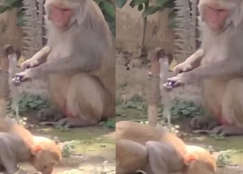 Viral Video: नल खोलकर पानी पिया और फिर बंद भी किया, बंदर की हरकत ने जीता इंटरनेट का दिल
